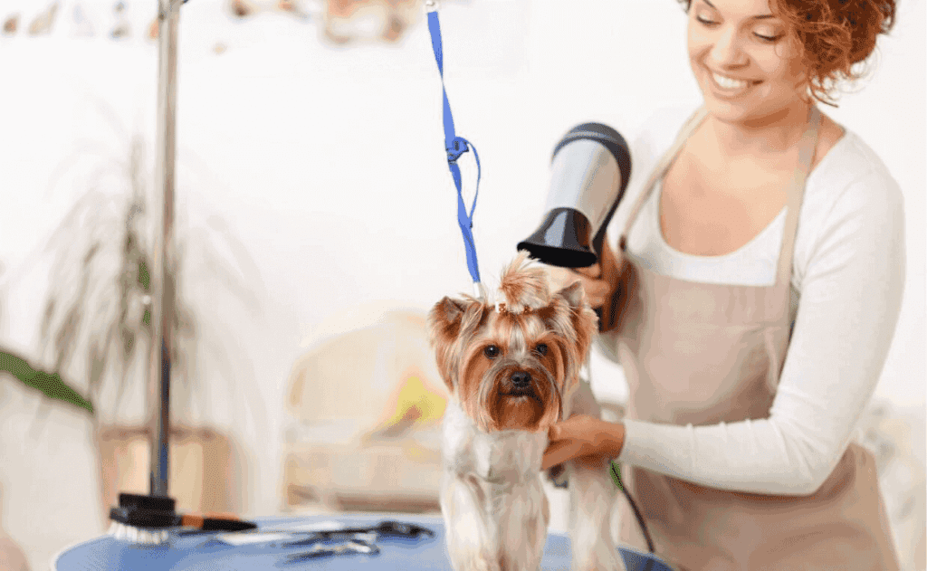 pets grooming