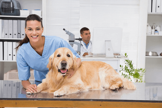 Veterinary Clinics treatment to dogs