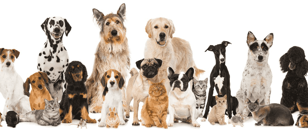 What’s the Best Pet-Friendly Odor Control Scenting?