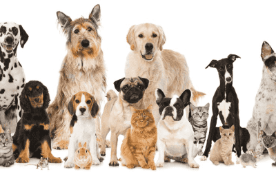What’s the Best Pet-Friendly Odor Control Scenting?